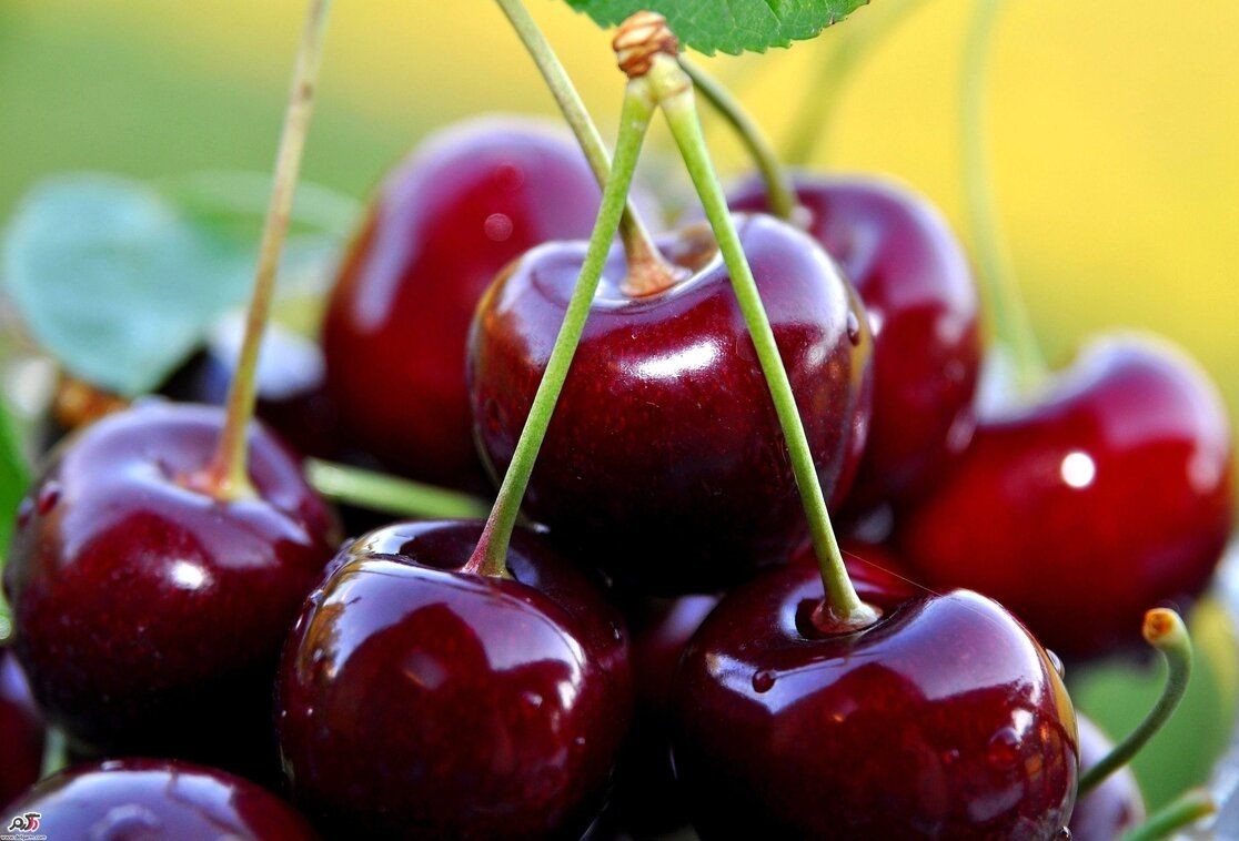 Sour Cherry