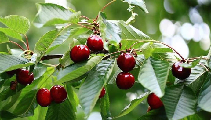 Sour Cherry