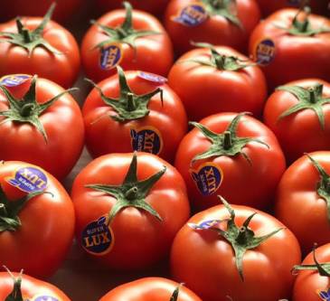 tomato