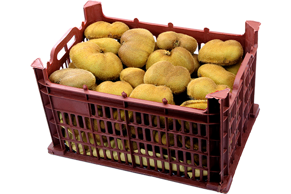 Twin Kiwi _twelve_ kilogram crate