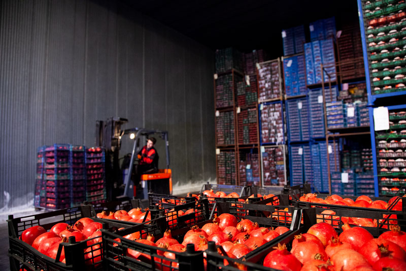 Fruit and Vegetable Cold Storage